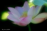 _DSC2355_adjusted