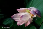 _DSC2358_adjusted