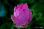 _DSC2499_adjusted