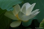 _DSC2506_adjusted