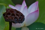 _DSC2511_adjusted