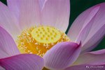 _DSC2513_adjusted