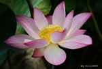 _DSC2517_adjusted