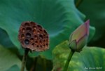 _DSC2528_adjusted