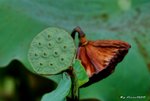 _DSC2532_adjusted