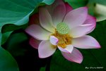 _DSC2534_adjusted