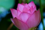 _DSC2540_adjusted
