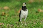 _DSC0135_adjusted
