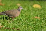 _DSC0148_adjusted
