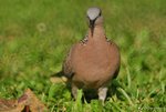 _DSC0171_adjusted