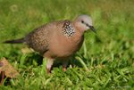 _DSC0174_adjusted
