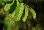 _DSC0199_adjusted