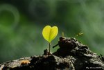 _DSC0206_adjusted