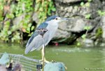 _DSC0003_J_adjusted