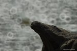 _DSC0013_J_adjusted