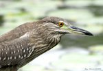 _DSC0276_J_adjusted