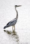 _DSC0156_J_adjusted
