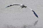 _DSC0212_J_adjusted