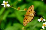 _DSC0337_J_adjusted