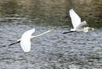 _DSC0388_J_adjusted