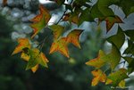 _DSC0145_adjusted