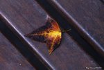 _DSC0148_adjusted