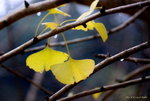 _DSC0179_adjusted