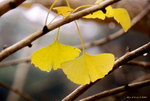 _DSC0181_adjusted