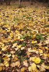 _DSC0188_adjusted