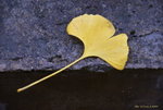 _DSC0191_adjusted