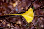 _DSC0196_adjusted