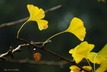 _DSC0206_adjusted