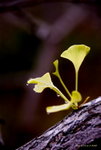 _DSC0227_adjusted