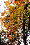 _DSC0509_adjusted