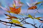 _DSC0517_adjusted