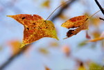 _DSC0518_adjusted