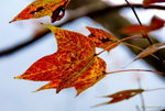 _DSC0520_adjusted