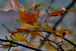 _DSC0522_adjusted
