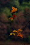 _DSC0537_adjusted