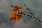 _DSC0542_adjusted