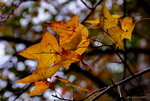 _DSC0560_adjusted