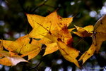 _DSC0567_adjusted