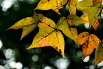 _DSC0570_adjusted