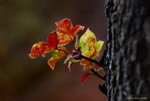 _DSC0010_adjusted
