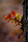 _DSC0011_adjusted