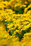 _DSC0046_adjusted