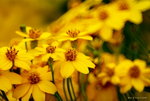 _DSC0055_adjusted