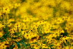 _DSC0059_adjusted