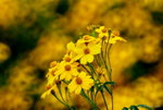 _DSC0060_adjusted