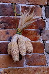 _DSC0092_adjusted